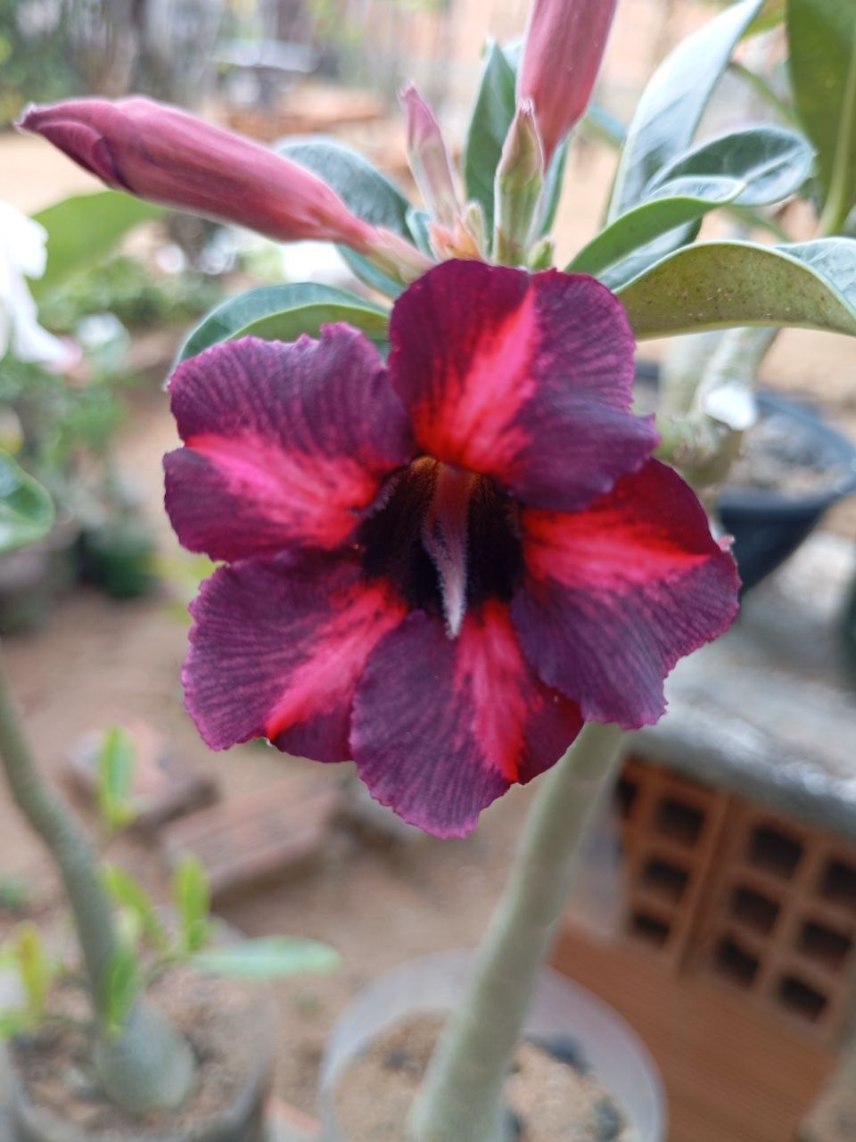 Foto 1 de rosa do deserto da coleção pessoal