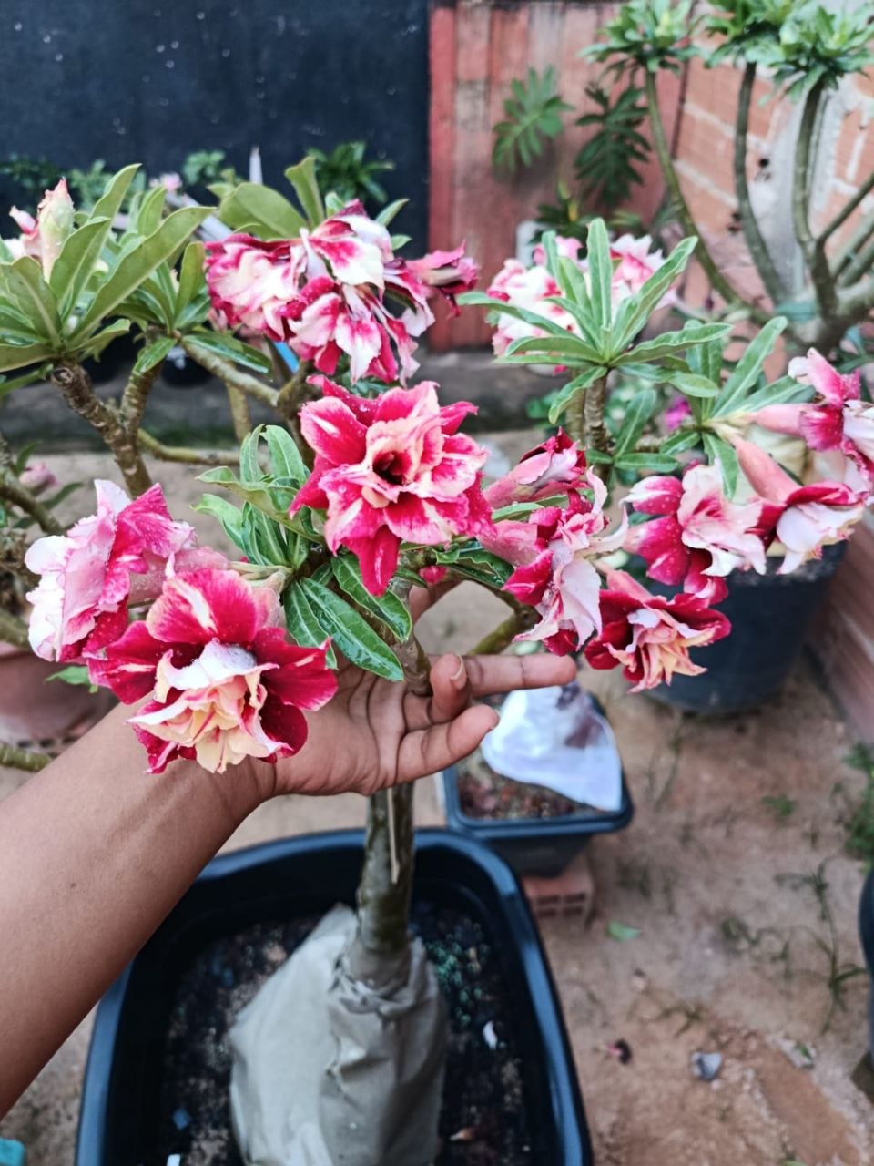 Foto 3 de rosa do deserto da coleção pessoal