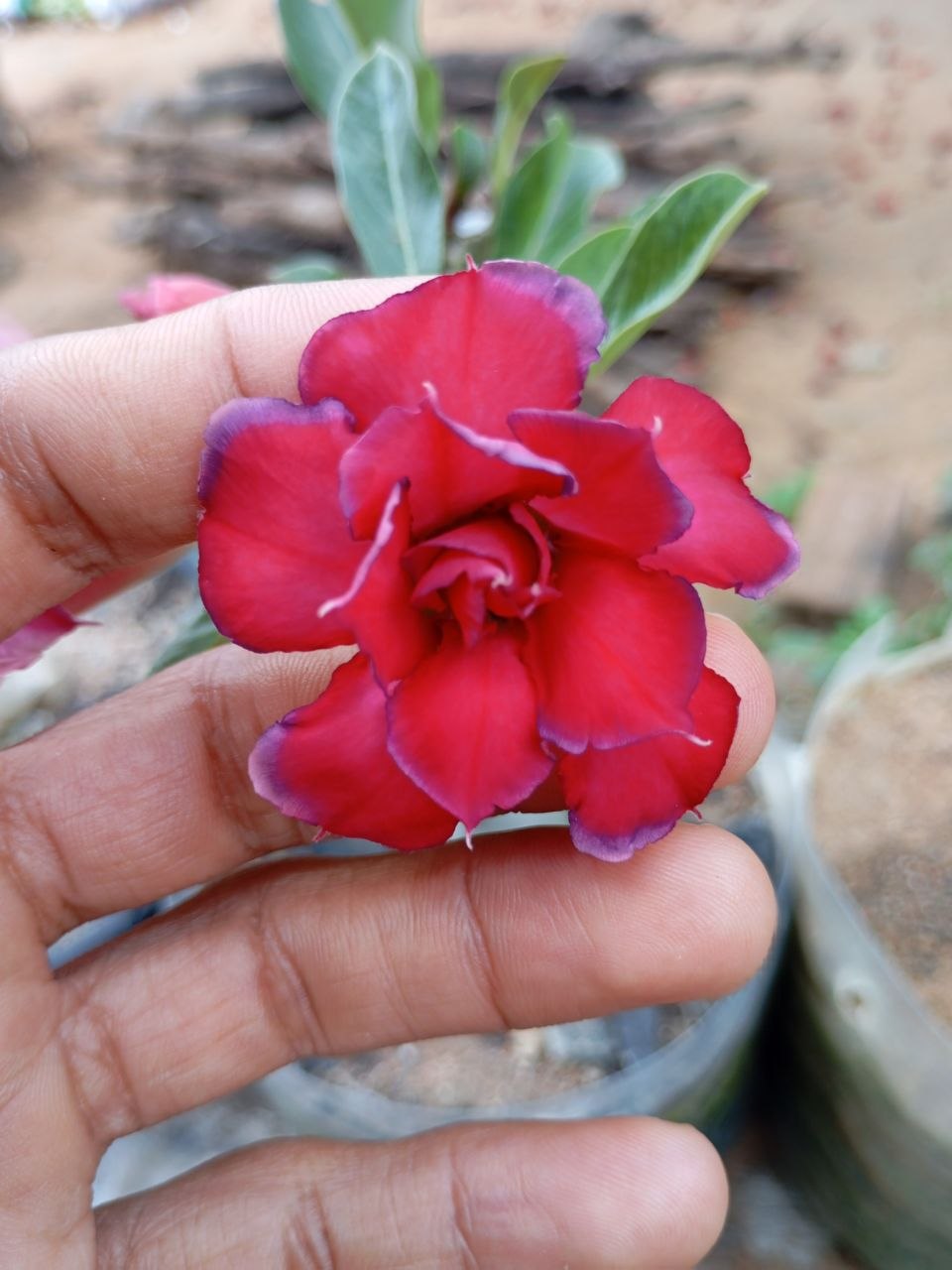 Foto 4 de rosa do deserto da coleção pessoal